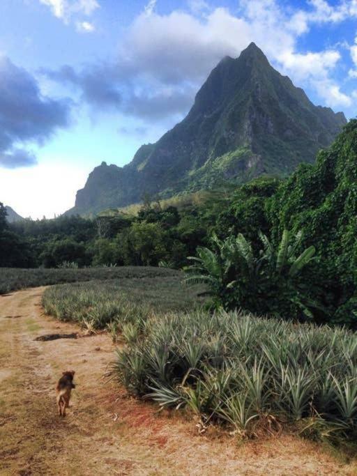 Fare Haurevaiti Moorea Paopao Екстер'єр фото