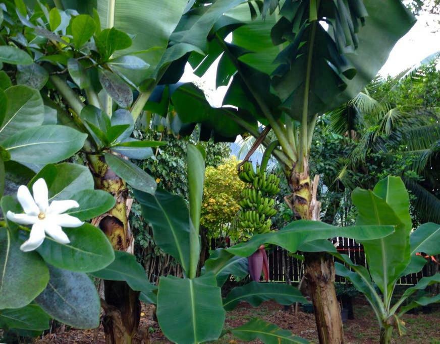 Fare Haurevaiti Moorea Paopao Екстер'єр фото