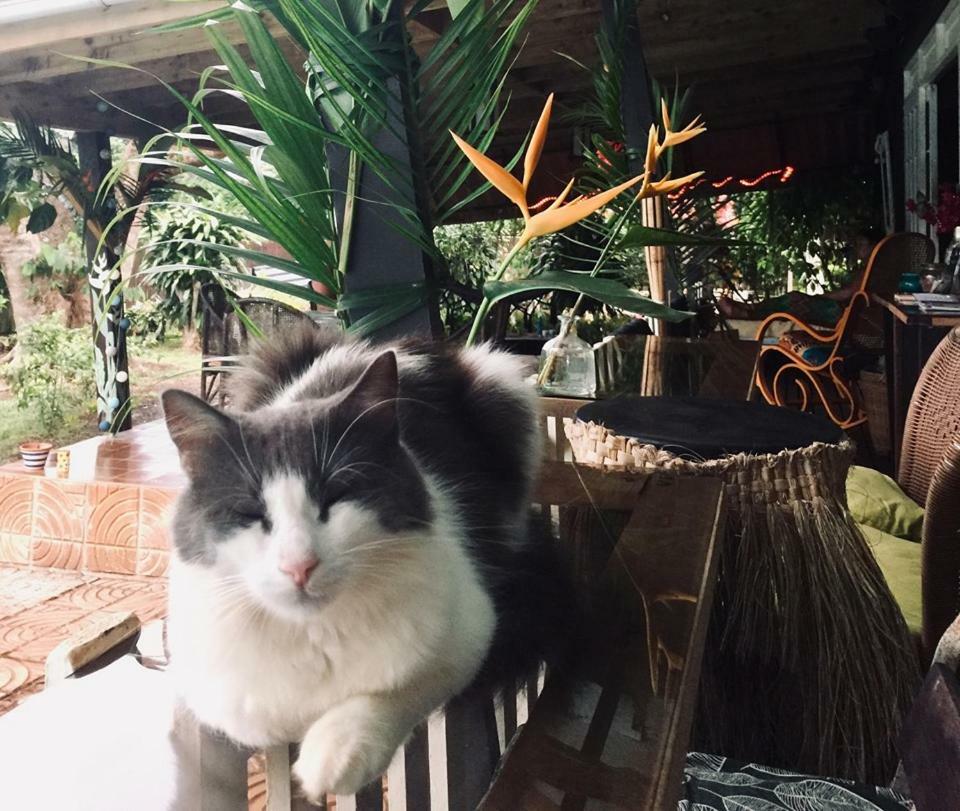 Fare Haurevaiti Moorea Paopao Екстер'єр фото